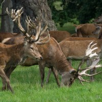 Red Deer